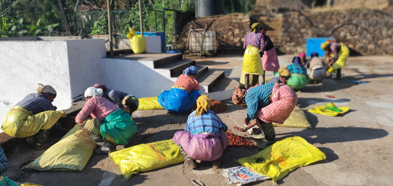 Workers sorting freshly picked coffee cherries on a drying yard