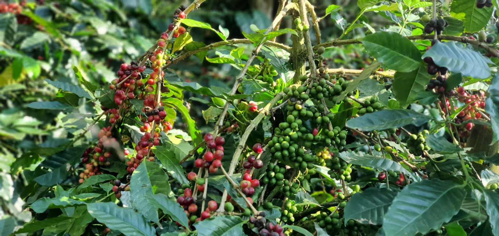 Ripening red and green coffee cherries on the branch