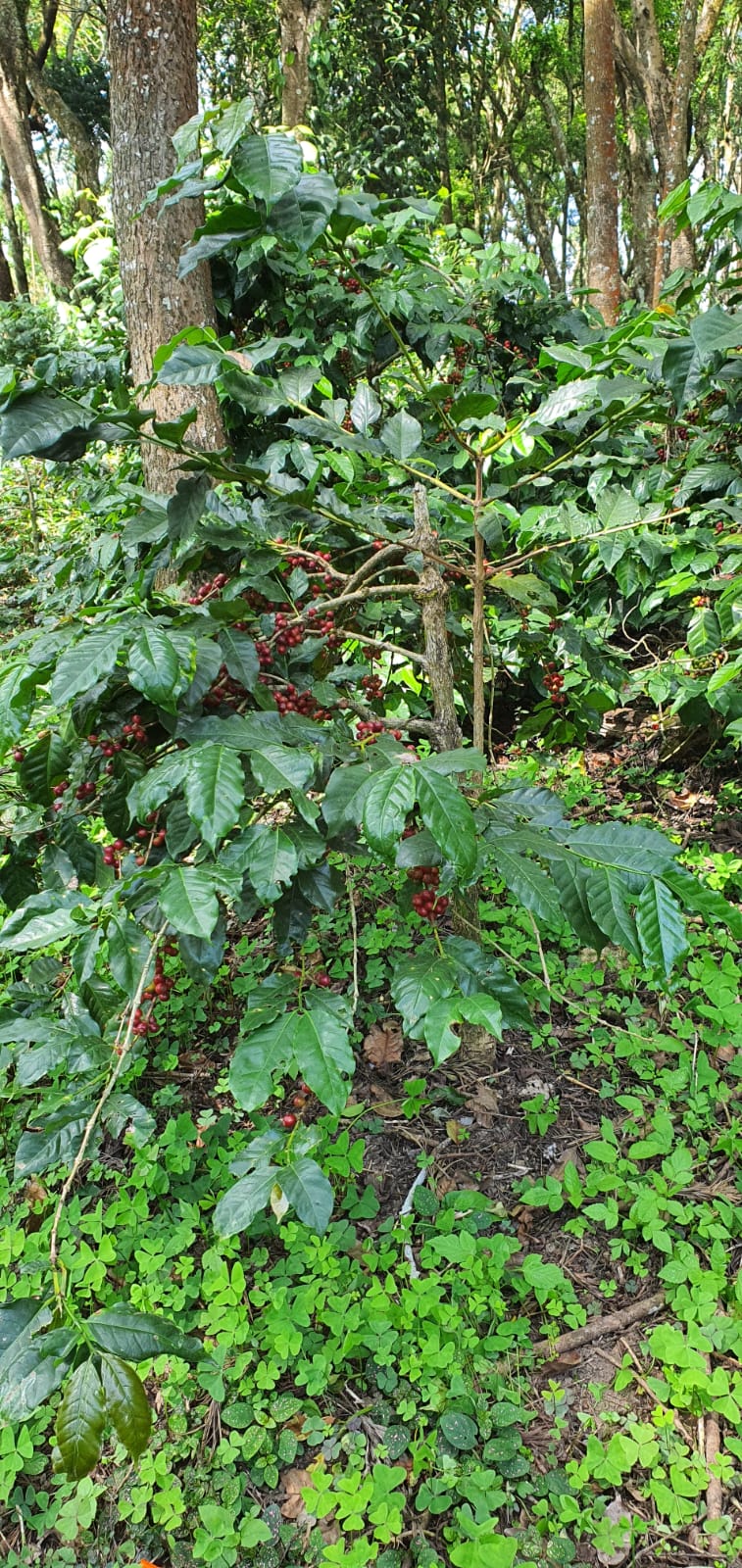 Coffee cherries ripening on a coffee plant in an Indian growing region